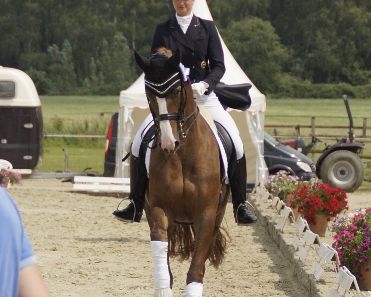 Zuchtstute For Comtess Royal NG (Westfale, 2008, von Florenciano 6) Zuchtstute For Comtess Royal NG (Westfale, 2008, von Florenciano 6)
