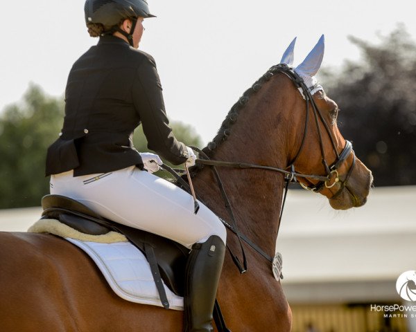 jumper Baggio 12 (KWPN (Royal Dutch Sporthorse), 2006, from Valentino Ddh)