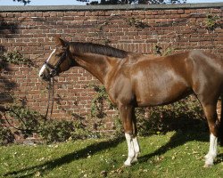 dressage horse Jolita 3 (Westphalian, 2008, from Jazz Rubin)