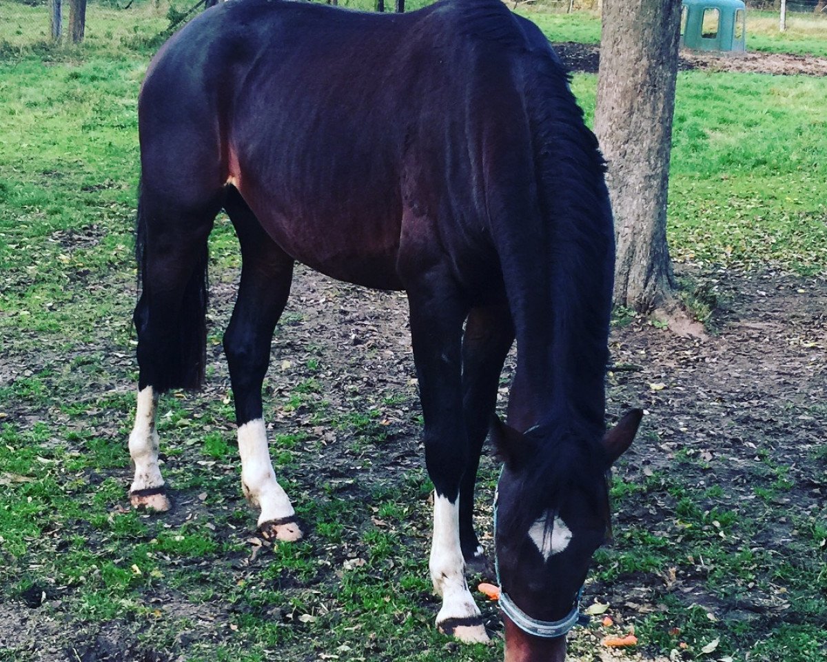 jumper Lantano Solution (German Sport Horse, 2014, from Levistano)