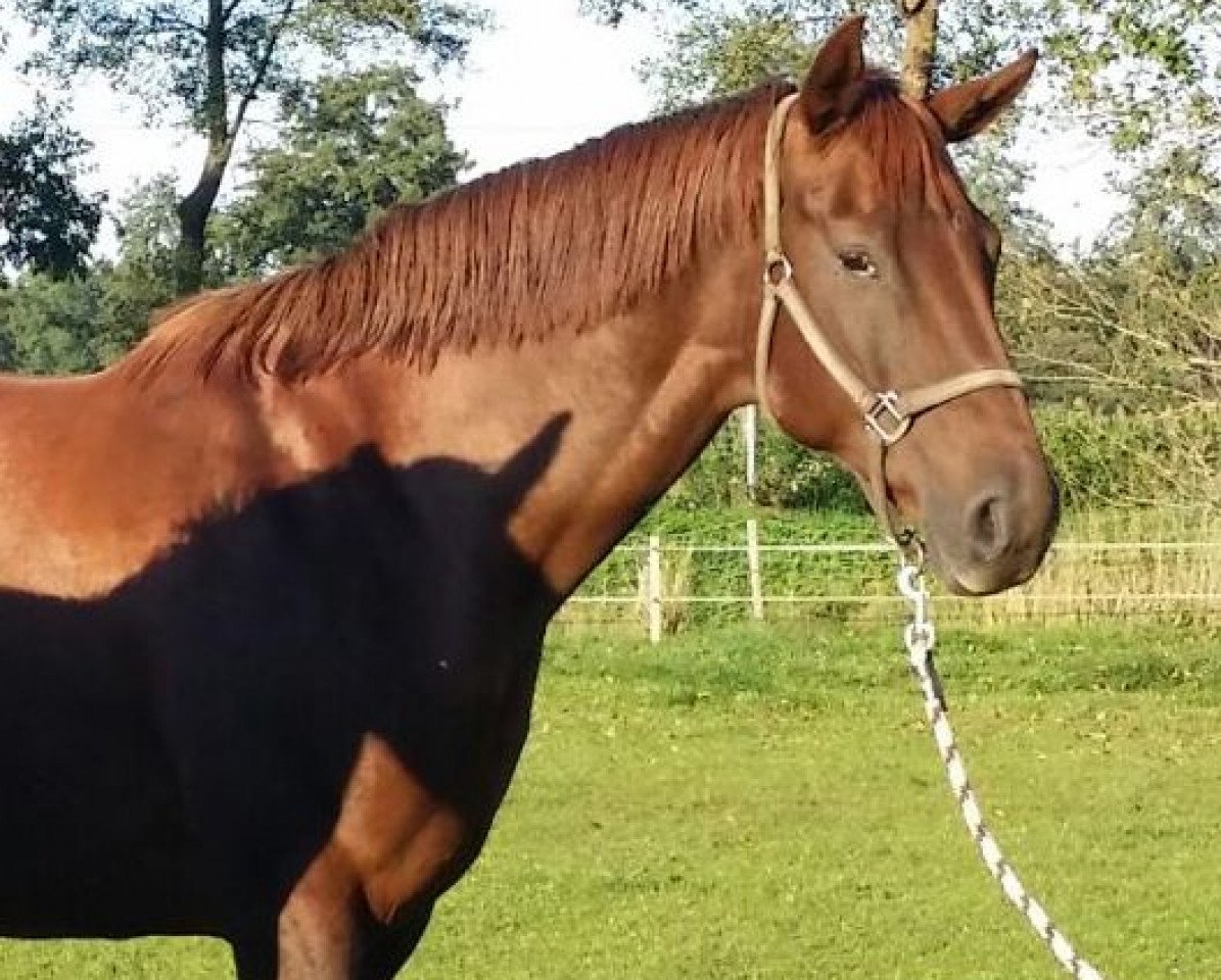 Zuchtstute Daisy (Hannoveraner, 2006, von Don Vino)