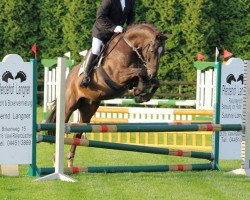 jumper Gulliver 130 (Oldenburg show jumper, 1999, from Gracieux)