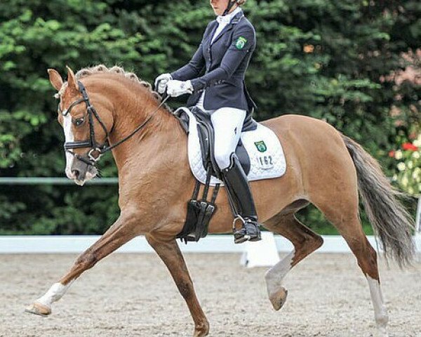 dressage horse Dorette B (German Riding Pony, 2008, from FS Don't Worry)