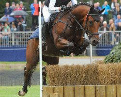 jumper Nibelungenstern NRW (German Riding Pony, 2010, from Nibelungenheld)