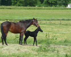 broodmare Finnland (Oldenburg, 2007, from Chacco-Blue)