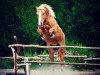 Dressurpferd Ronny 261 (Haflinger-Mix, 2001)