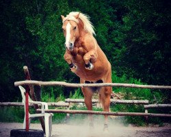 dressage horse Ronny 261 (Haflinger Mix, 2001)