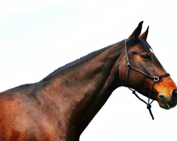 horse Royal Allgara (Hanoverian, 2002, from Rago 2)