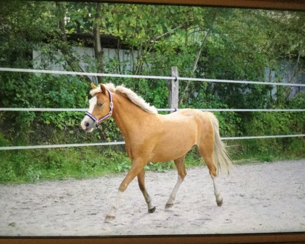 Zuchtstute Roxana (Deutsches Reitpony, 2007, von Joldis Charmant)