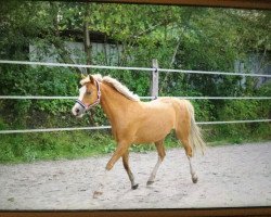 Zuchtstute Roxana (Deutsches Reitpony, 2007, von Joldis Charmant)