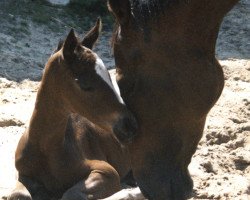 broodmare Dormella xx (Thoroughbred, 1988, from Nebos xx)