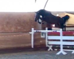 jumper Maroon (German Sport Horse, 2015, from Cordess 2)