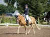 dressage horse Neptun 131 (Haflinger, 2005, from Nissan)