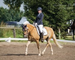 dressage horse Neptun 131 (Haflinger, 2005, from Nissan)