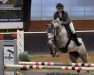 jumper Cervinia 6 (Hanoverian, 2014, from Chalet)