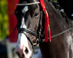 dressage horse De Bricassart 4 (Westphalian, 2004, from Depardieu 11)