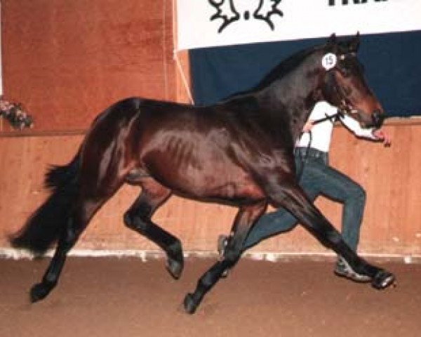 stallion Chopard (Trakehner, 1991, from Rockefeller)