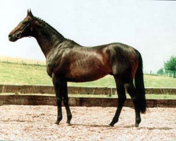 stallion Andino xx (Thoroughbred, 1990, from Nandino xx)