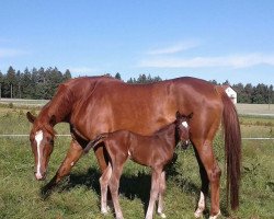 broodmare Talou (Bavarian, 2009, from Quaterback)