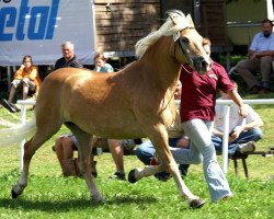 broodmare Barbi (6,25% ox) (Edelbluthaflinger, 1990, from Modell 84)