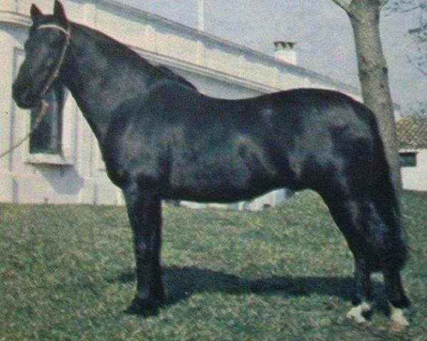 stallion Santa Cruz Insolito (Criollo, 1970, from Bochinchero)