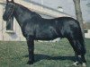 stallion Santa Cruz Insolito (Criollo, 1970, from Bochinchero)