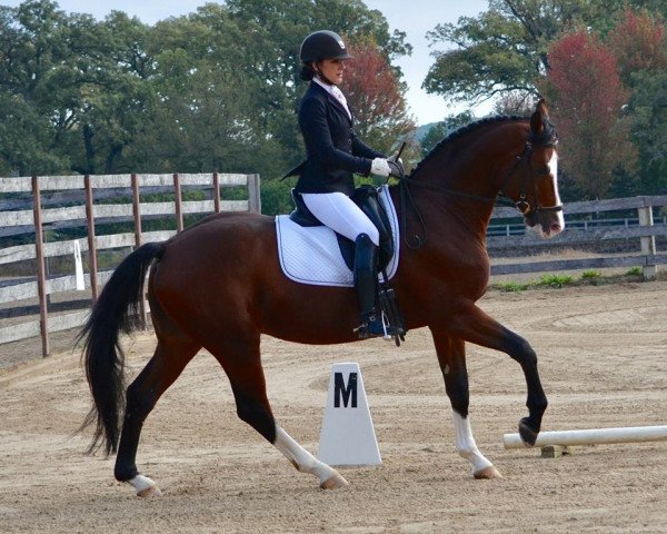 stallion Feiner Prinz (Trakehner, 2010, from Perechlest)