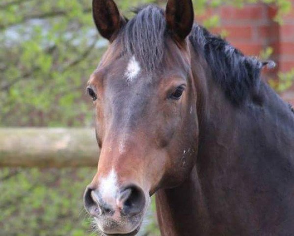 horse Lleyten (Oldenburg, 1996, from Levantos I)