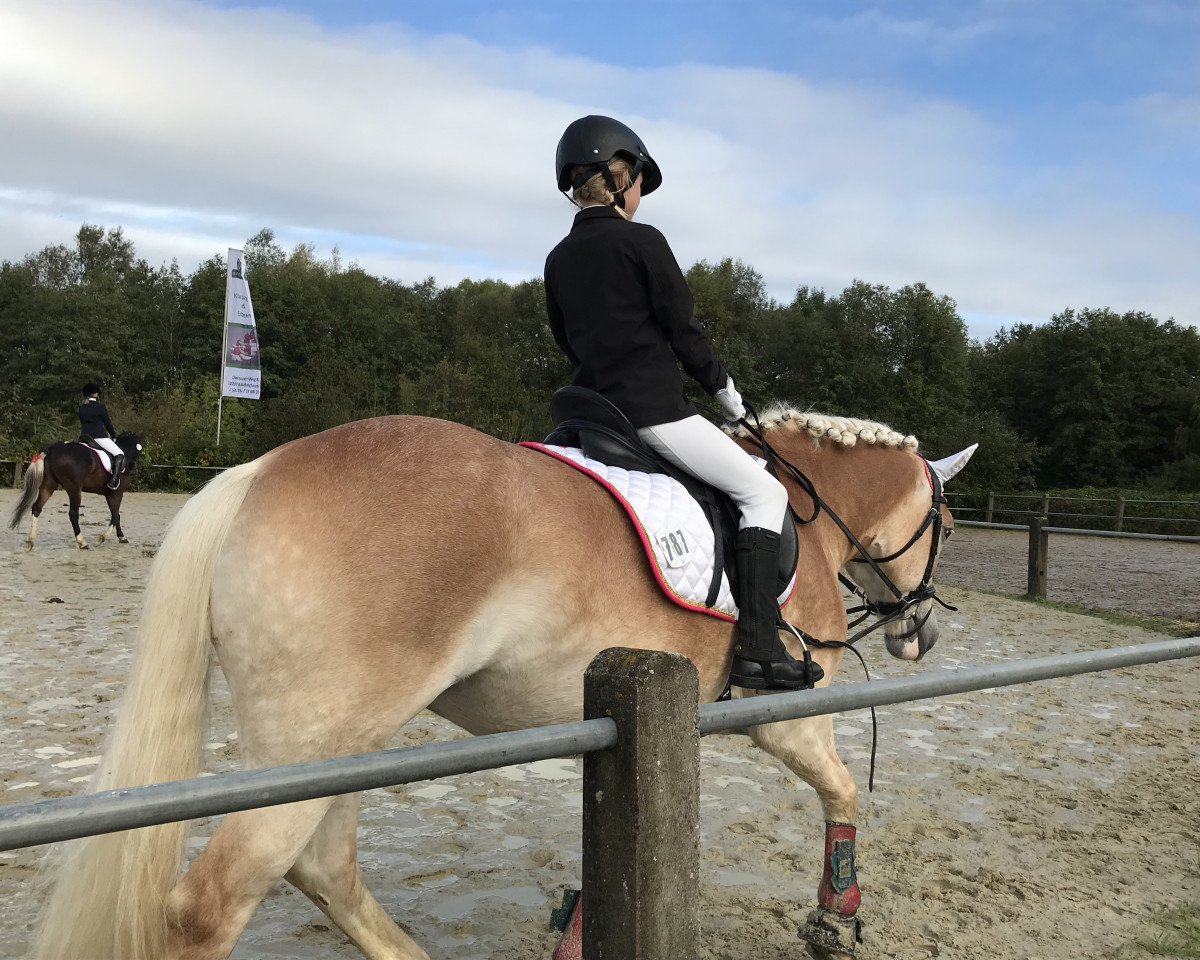 Dressurpferd Chery 14 (Haflinger, 2001, von Alando)
