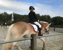 dressage horse Chery 14 (Haflinger, 2001, from Alando)