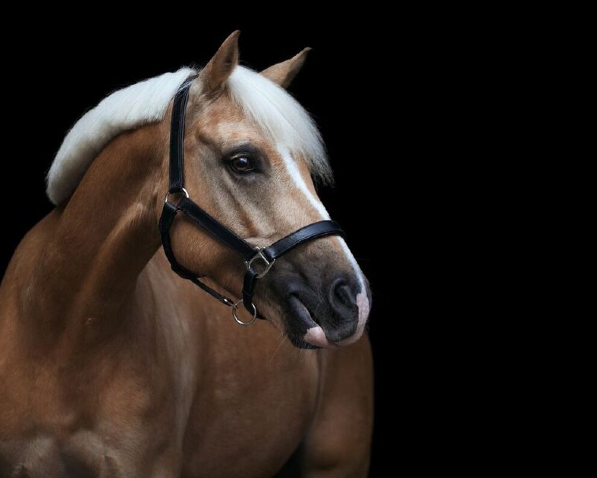 Dressurpferd Chaplin Royale (Deutsches Reitpony, 2009, von Casino Royale K WE)