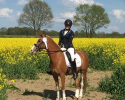 dressage horse Lady's Princess (German Riding Pony, 2009, from Boogie Woogie)