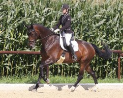 dressage horse La Jeanne 2 (Hanoverian, 2007, from Laudabilis)