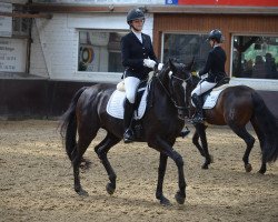 dressage horse Lola 272 (Rheinländer, 2010, from Sir Donnerhall I)