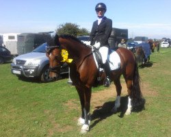 dressage horse Nightfaktor (German Riding Pony, 2009, from Nabucco R)