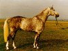 stallion Diamant (Trakehner, 1972, from Erzsand)
