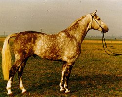 stallion Diamant (Trakehner, 1972, from Erzsand)