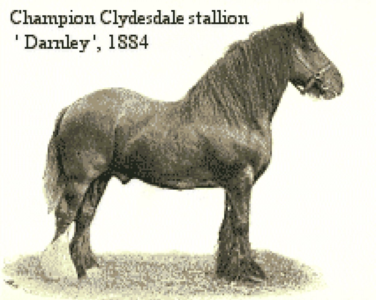 stallion Darnley (Clydesdale, 1872, from Conqueror 199)