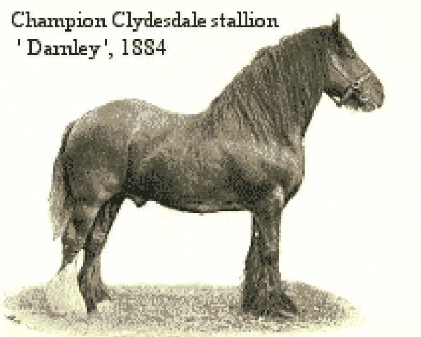 Deckhengst Darnley (Clydesdale, 1872, von Conqueror 199)