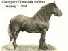stallion Darnley (Clydesdale, 1872, from Conqueror 199)