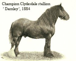 Deckhengst Darnley (Clydesdale, 1872, von Conqueror 199)