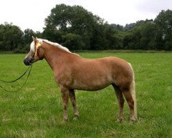 broodmare Maja vom Eulental (Haflinger, 1994, from Milano)