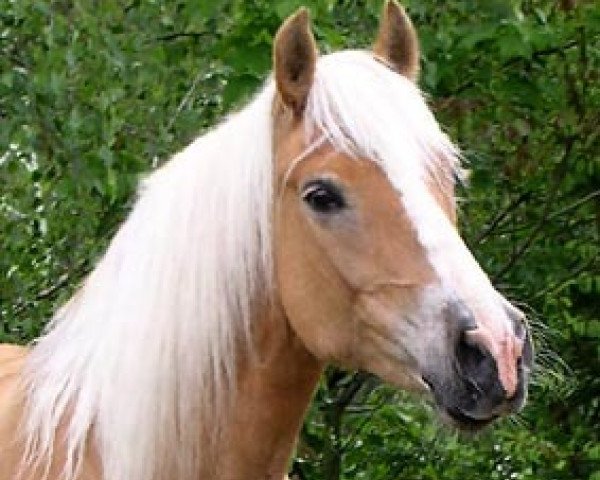 broodmare Milana vom Eulental (Haflinger, 1993, from Milano)