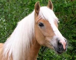 broodmare Milana vom Eulental (Haflinger, 1993, from Milano)