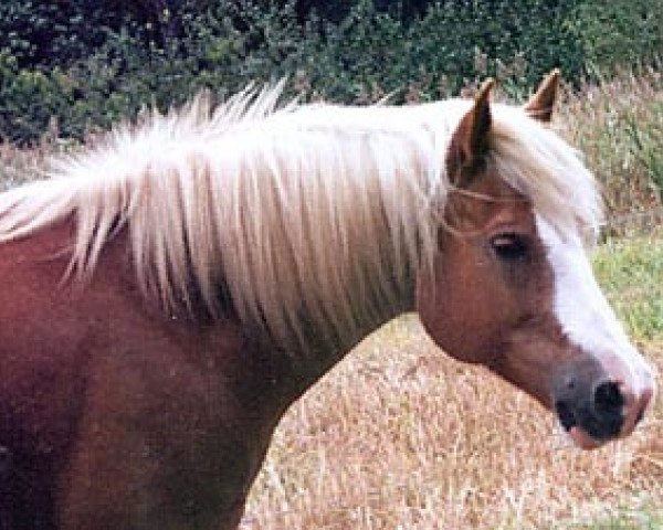 Pferd Namu vom Eulental (Haflinger, 1990, von Nemos)