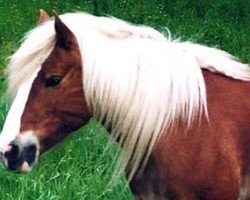 Zuchtstute Merle vom Eulental (Haflinger, 1983, von Adler)