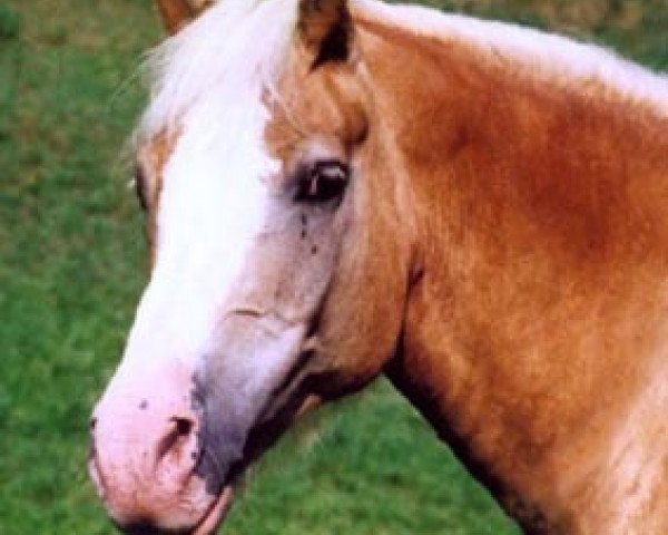 horse Anderl vom Eulental (Haflinger, 1987, from Atoll)