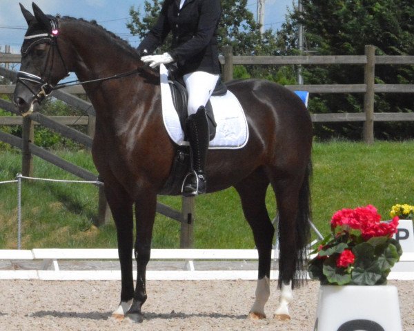 dressage horse Summerdream UG (Oldenburg, 2008, from Swarovski)