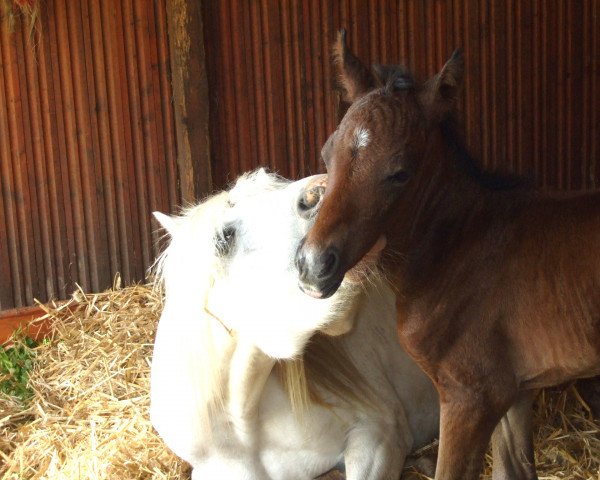 jumper Carino TR (Lipizzaner, 2010, from Caruso)