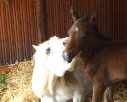 Springpferd Carino TR (Lipizzaner, 2010, von Caruso)